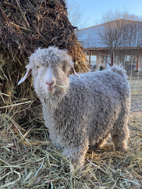Joe's Sheep